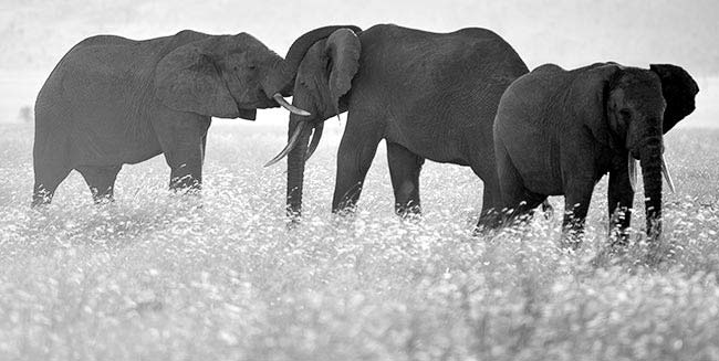 Elephants on the Kilimanjaro Safari (Photo: Adam Angel)