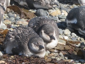 Juvenile penguins.