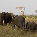 Elephants (Greg Vernovage)