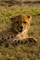 Cheetah (Greg Vernovage)