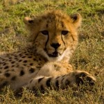 Cheetah (Greg Vernovage)
