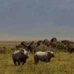 Rhinos (Greg Vernovage)