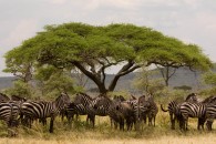 Zebras (Greg Vernovage)