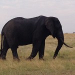 Bull Elephant. (Dustin Balderach)