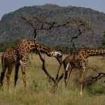 Giraffes. (Greg Vernovage)