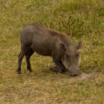 Warthog (Greg Vernovage)