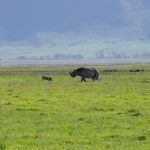 Rhino at Ngorongoro