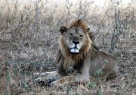 Lion on the Serengeti