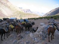 Mules pulling into Lenas