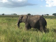 Elephant and Acacia Trees on the Serengeti. (Dustin Balderach)