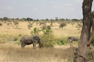 Elephants on the Serengeti (photo: Dustin Balderach)