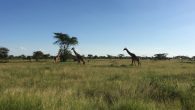 Giraffes a plenty (Dustin Balderach)