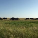 Herd of elephants on the Serengeti (Dustin Balderach)