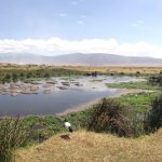 Wildlife galore in Ngorongoro Crater (Dustin Balderach)