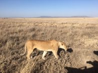 Lioness on the Serengeti (Dustin Balderach)