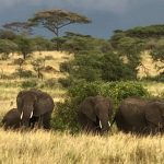 A Herd of Elephants (Tye Chapman)