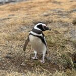 A penguin at the rookery near Punta (Max Bond)