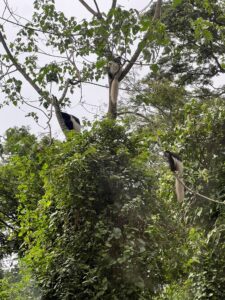Guereza Colobus Monkeys in the trees on the way down from Kilimanjaro (Max Bond)