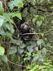 Monkey in a tree (Max Bond)
