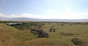 Zebra and Wildebeest in Ngorongoro Crater (Dustin Balderach)