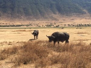Buffalo in Ngorongoro Crater (Dustin Balderach)
