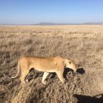 Lioness on the Serengeti (Dustin Balderach)