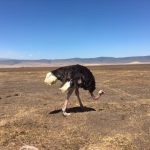 Ostrich in Ngorongoro Crater (Dustin Balderach)