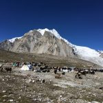 Yaks waiting at Gyaplung (Phunuru Sherpa)
