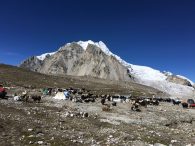 Yaks waiting at Gyaplung (Phunuru Sherpa)