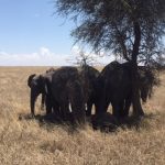 Elephants resting in the shade on Serengeti (Dustin Balderach)