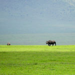 Rhino on the African Safari (Kate Kishfy)