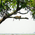 Cheetah on the African Safari (Kate Kishfy)