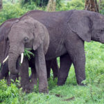 Elephants on the African Safari (Kate Kishfy)