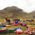 The teams donkeys in camp at Lagoon Carhuacocha (John Hodder)