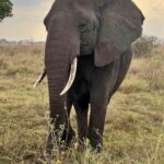 Big elephant in Serengeti park (Max Bond)