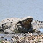 Giant crocodile at Seronera (Phunuru)