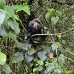 Blue Monkey in a tree (Max Bond)