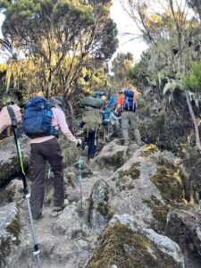 Trekking up through the giant heather bushes to Shira Plateau (Max Bond)