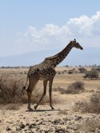 Giraffe and one of the big five! (Max Bond)