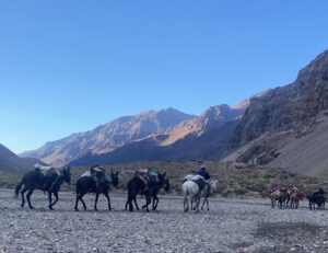 Mule train to Basecamp (T Nachand)